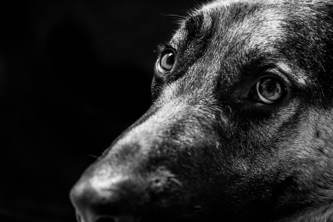 grayscale photo of dogs face