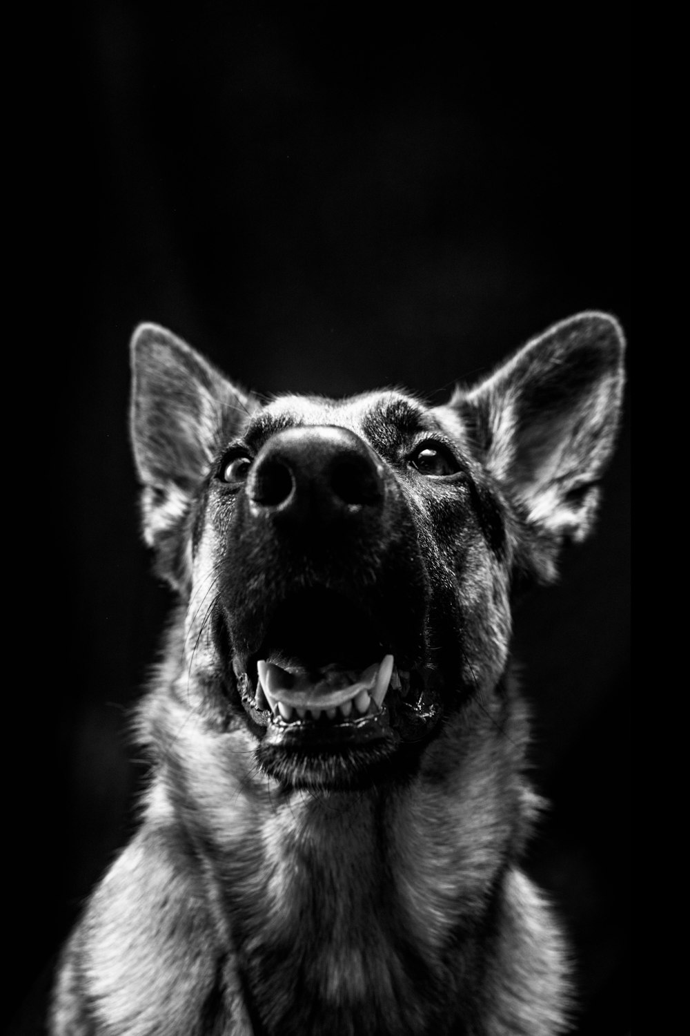 grayscale photo of german shepherd