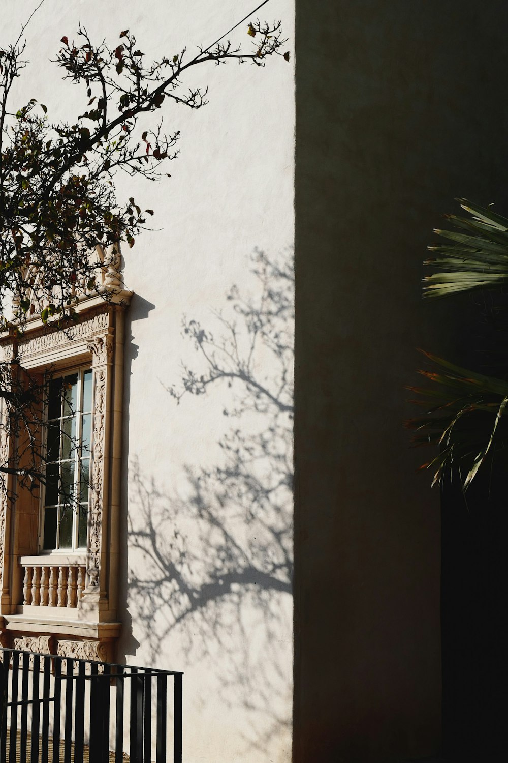 green palm tree beside brown wooden window