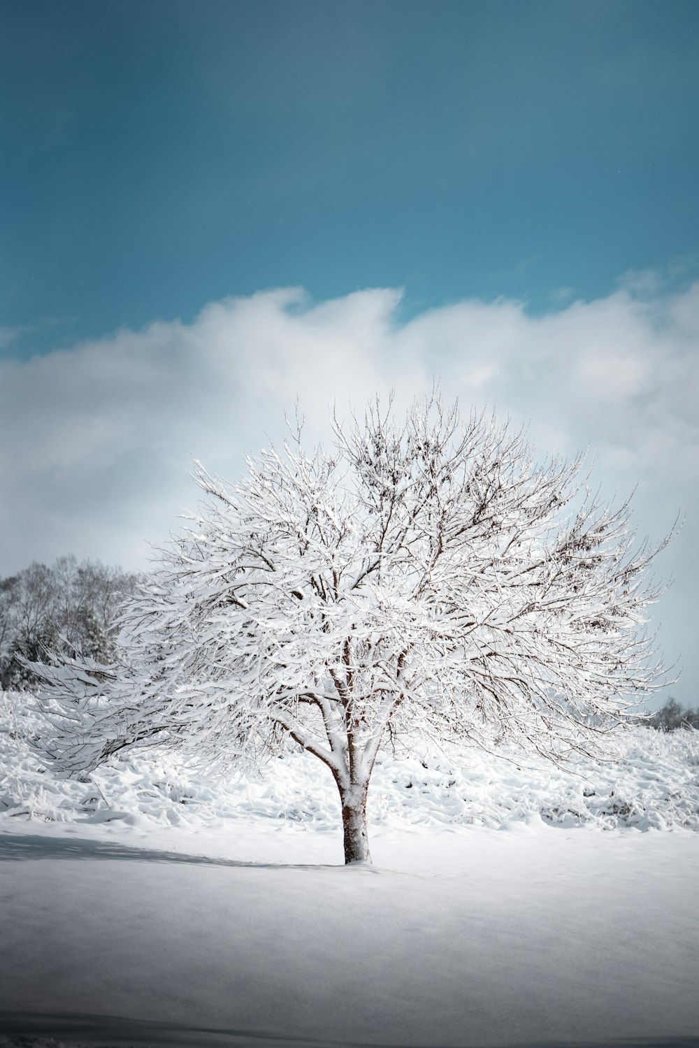 Blattloser Baum mit Schnee bedeckt