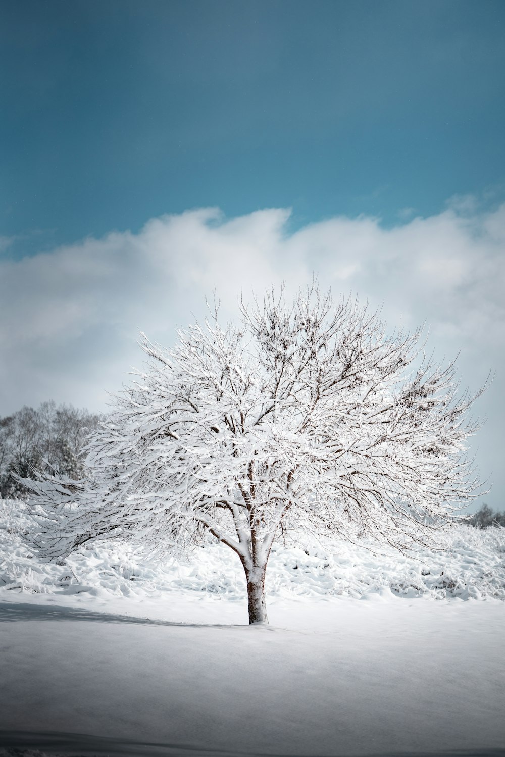 leafless tree covered with snow