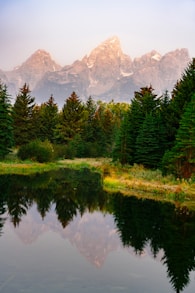 green pine trees near lake and mountain range