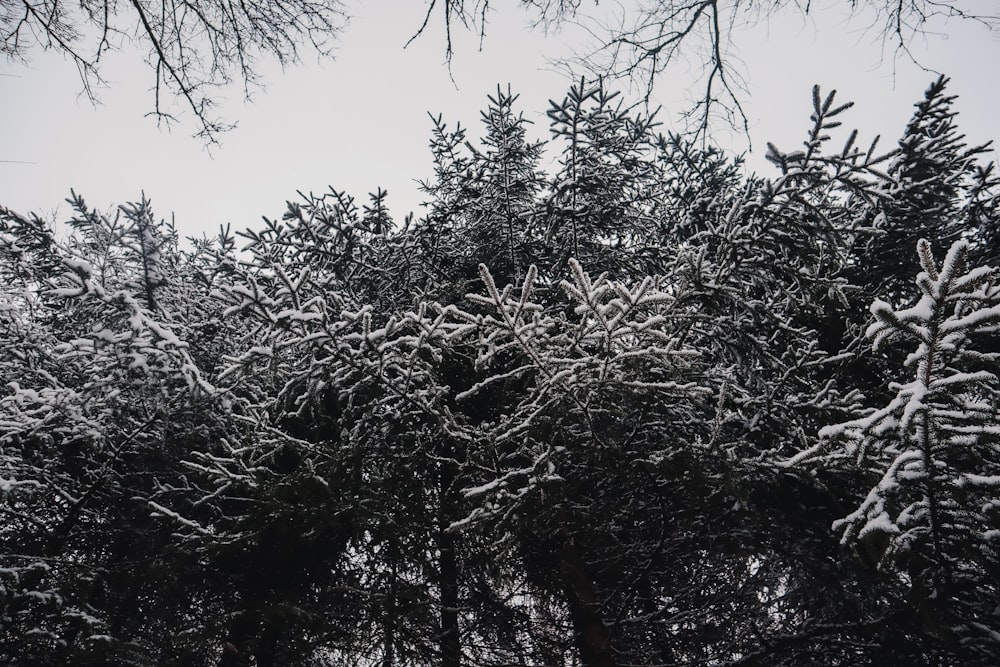 green trees under white sky during daytime