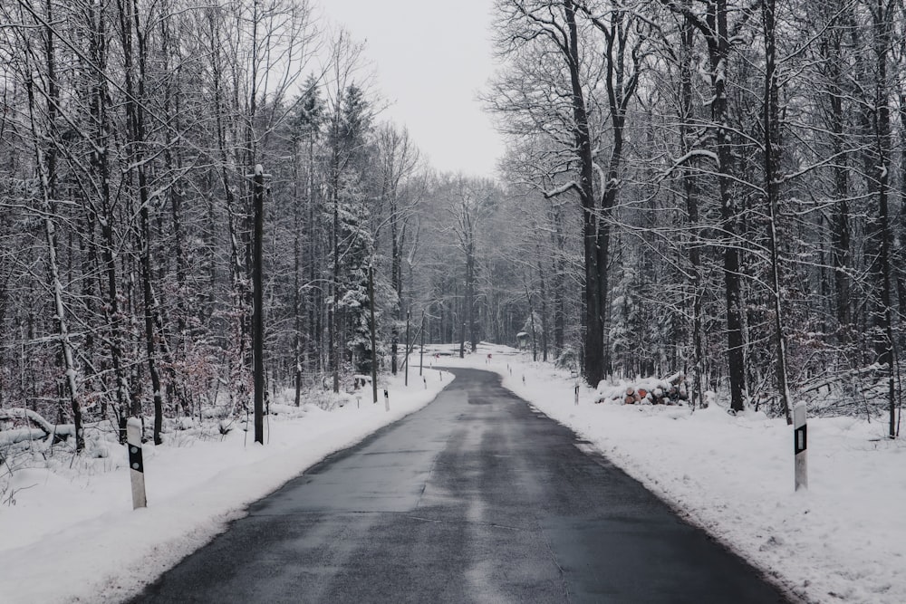 gray concrete road between trees covered with snow during daytime