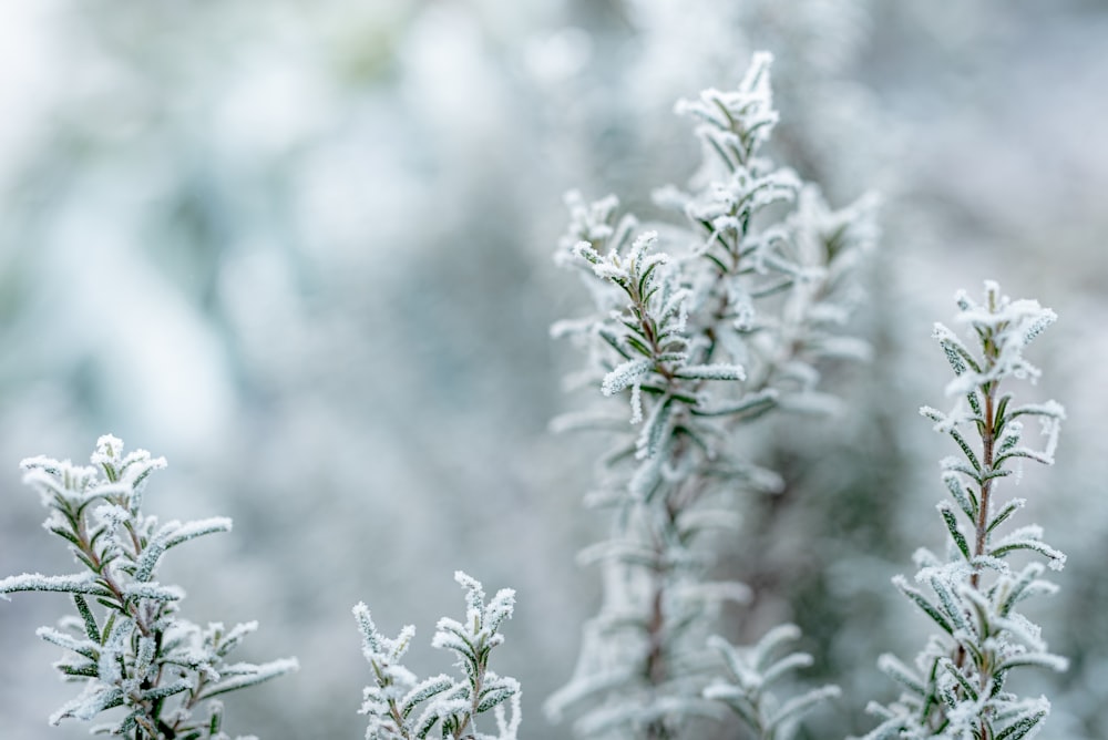 green plant in tilt shift lens