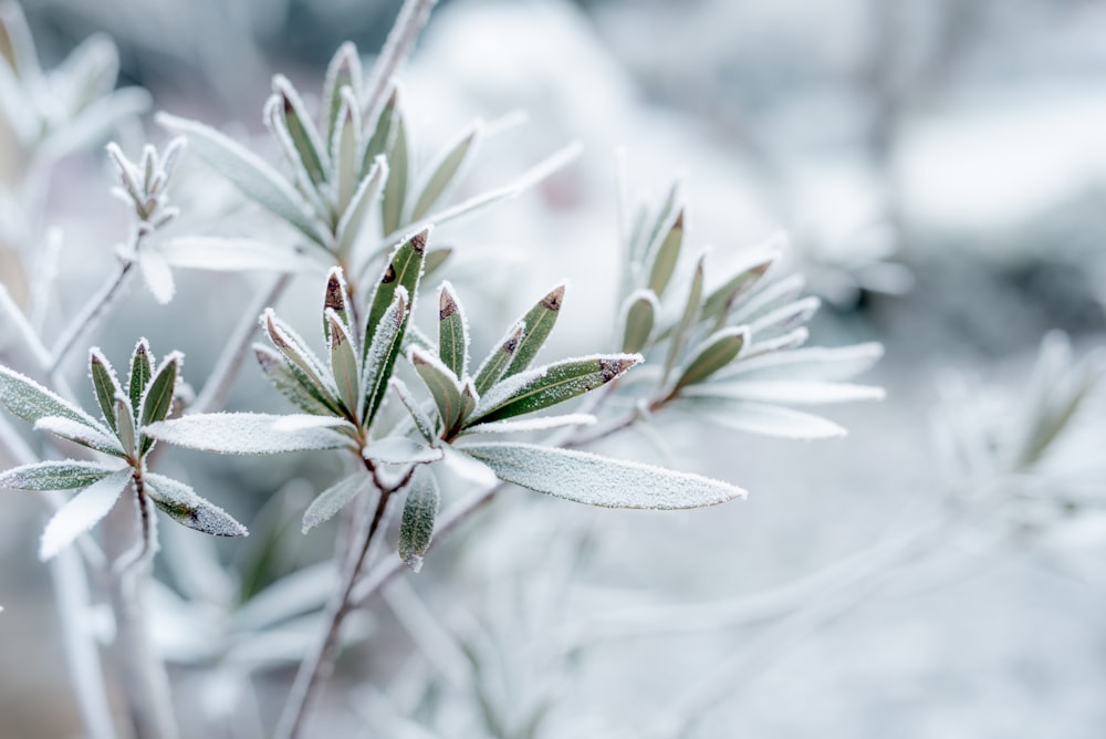 Planta de hoja verde cubierta de nieve