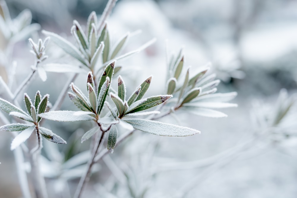 planta de folha verde coberta com neve