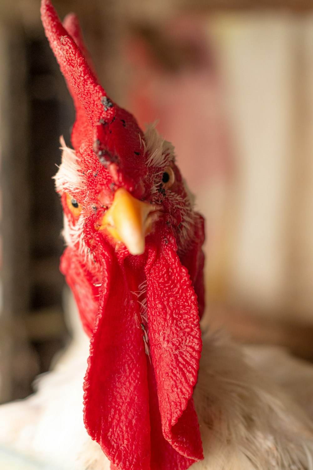 red rooster in tilt shift lens