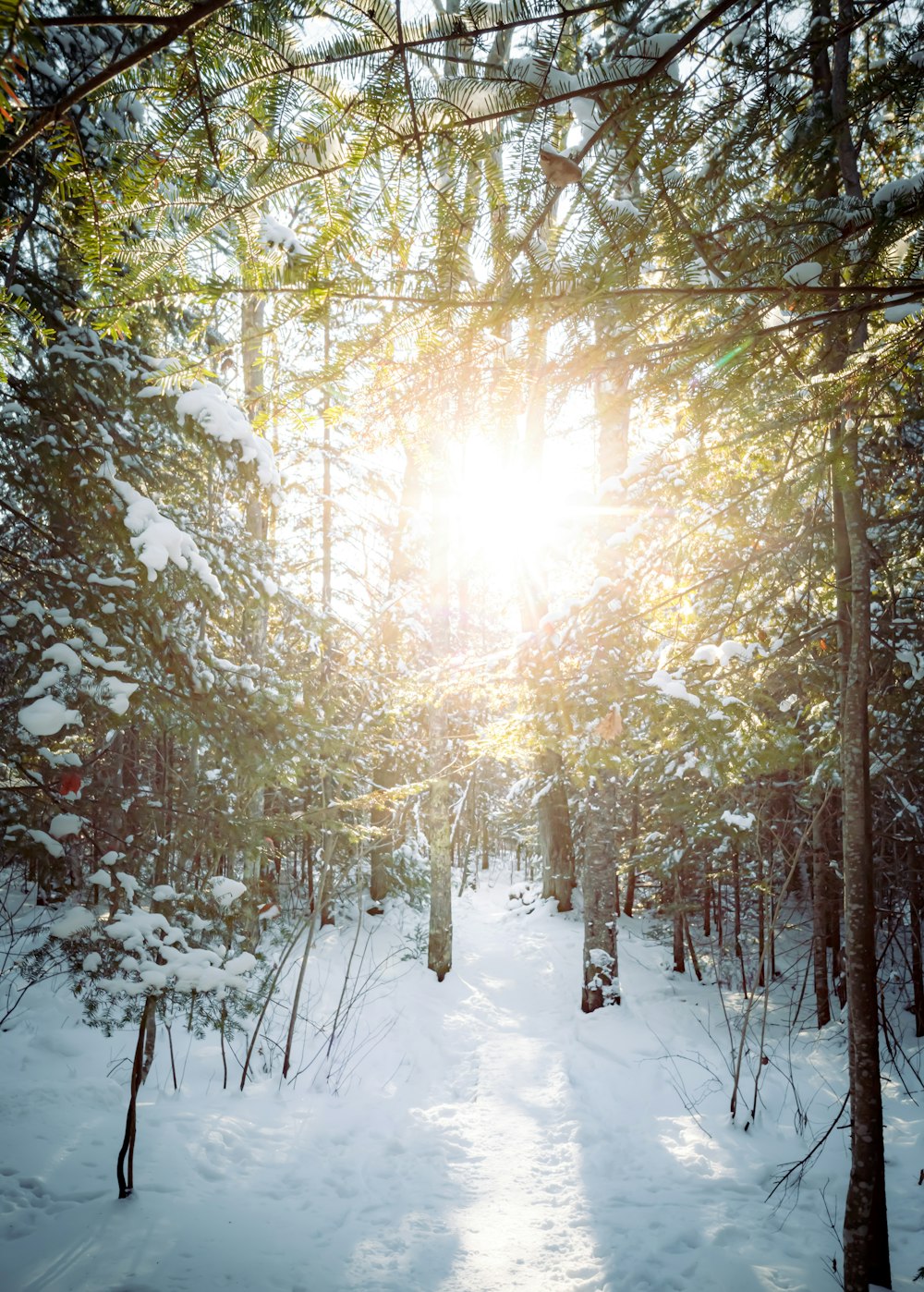 brown trees on snow covered ground during daytime