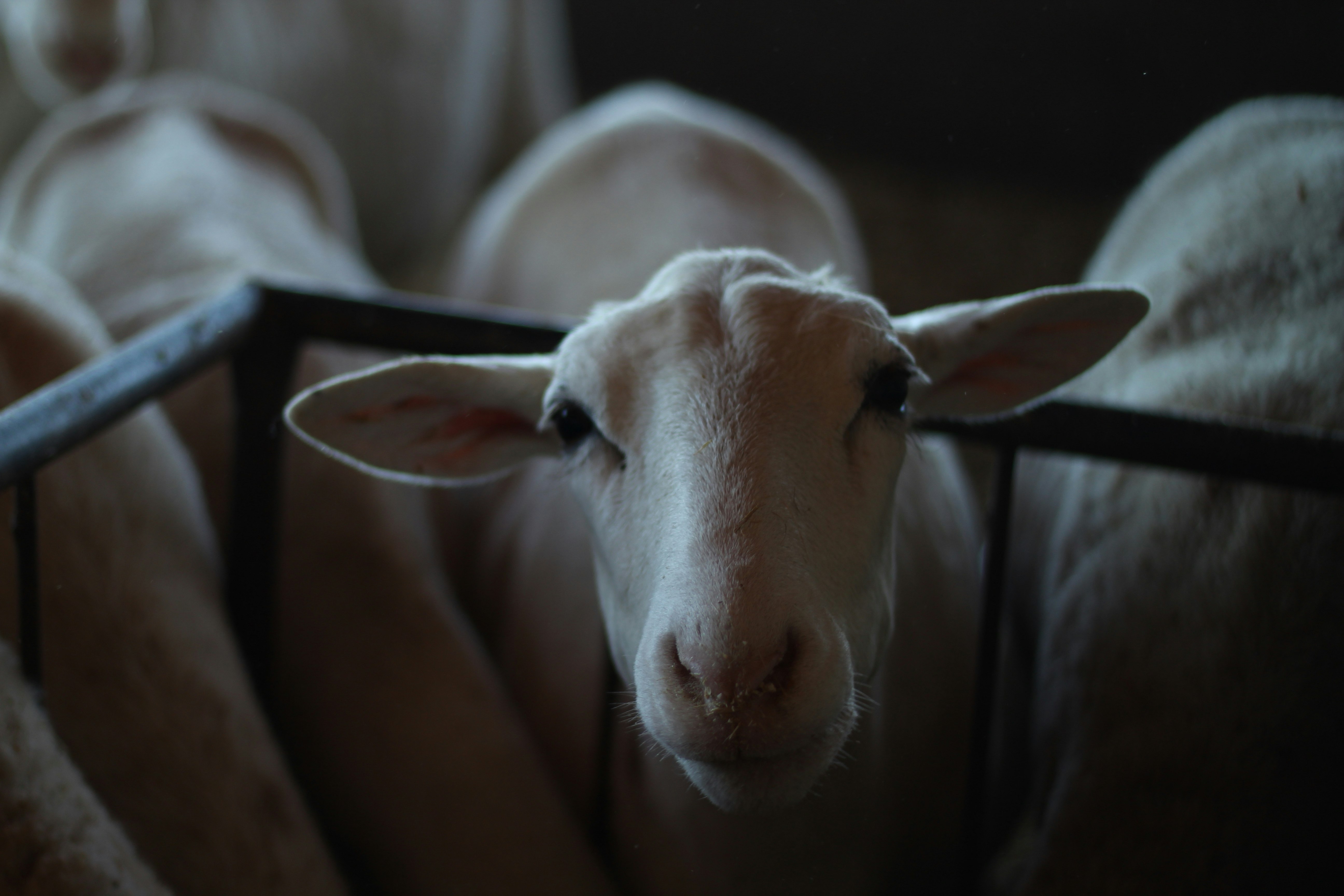 white cow lying on bed