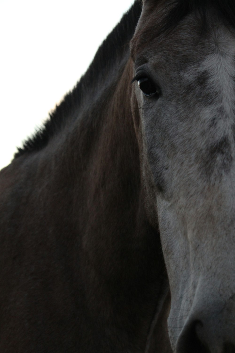 cabeça de cavalo marrom e branca