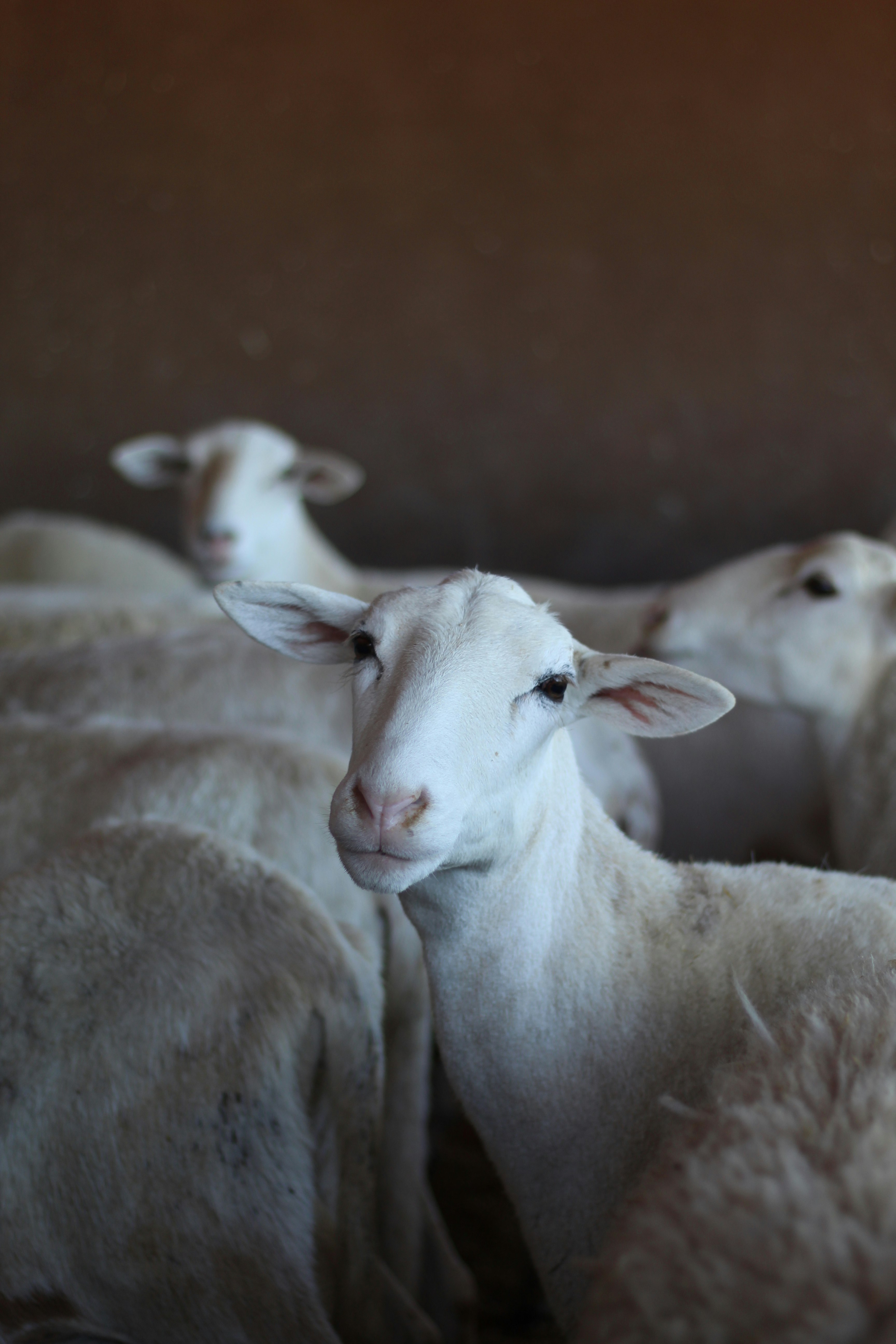 white sheep on brown field