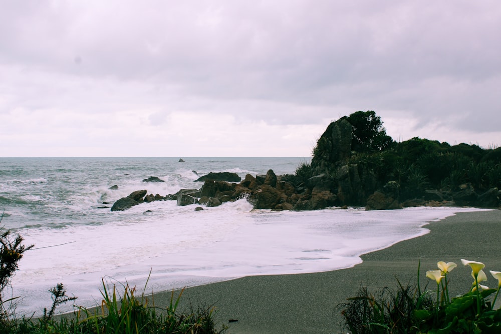 green grass on seashore during daytime