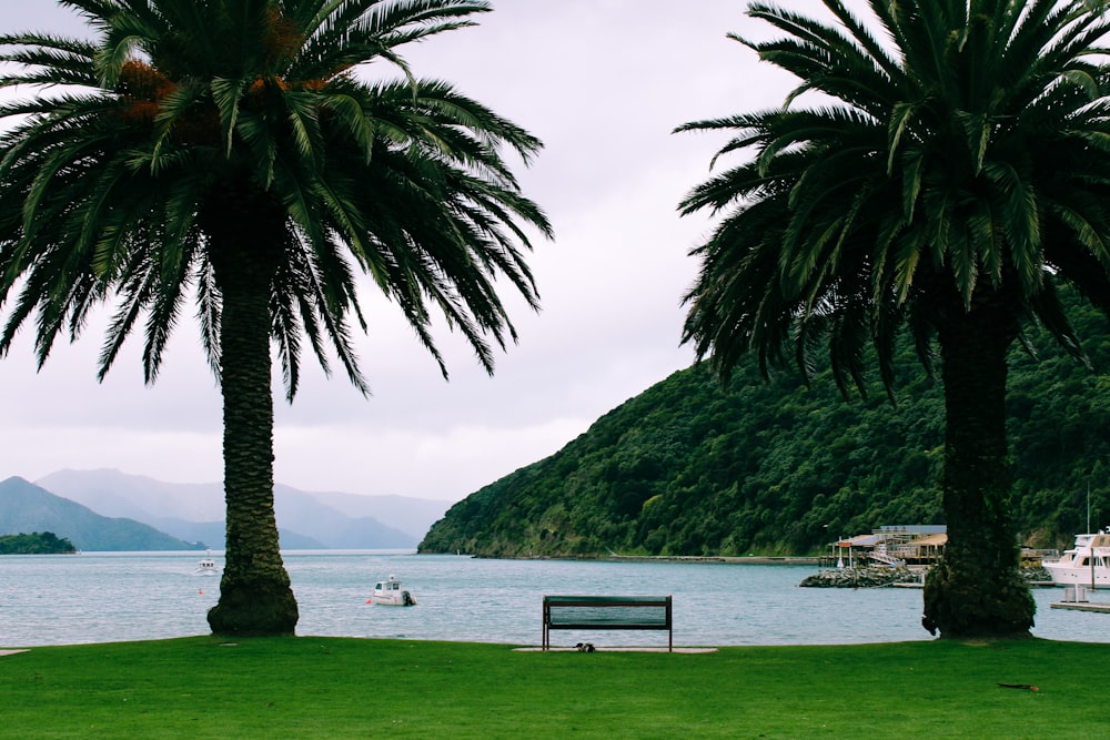 green trees near body of water during daytime