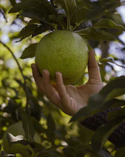 Close-up of a hand picking a ripe apple from a tree branch.