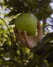 Close-up of a hand picking a ripe apple from a tree branch.