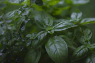 Basil microgreens showing rich green leaves with tiny water droplets.