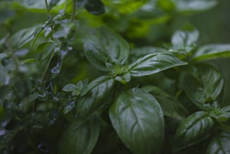 Close-up of fresh green basil leaves glistening with morning dew