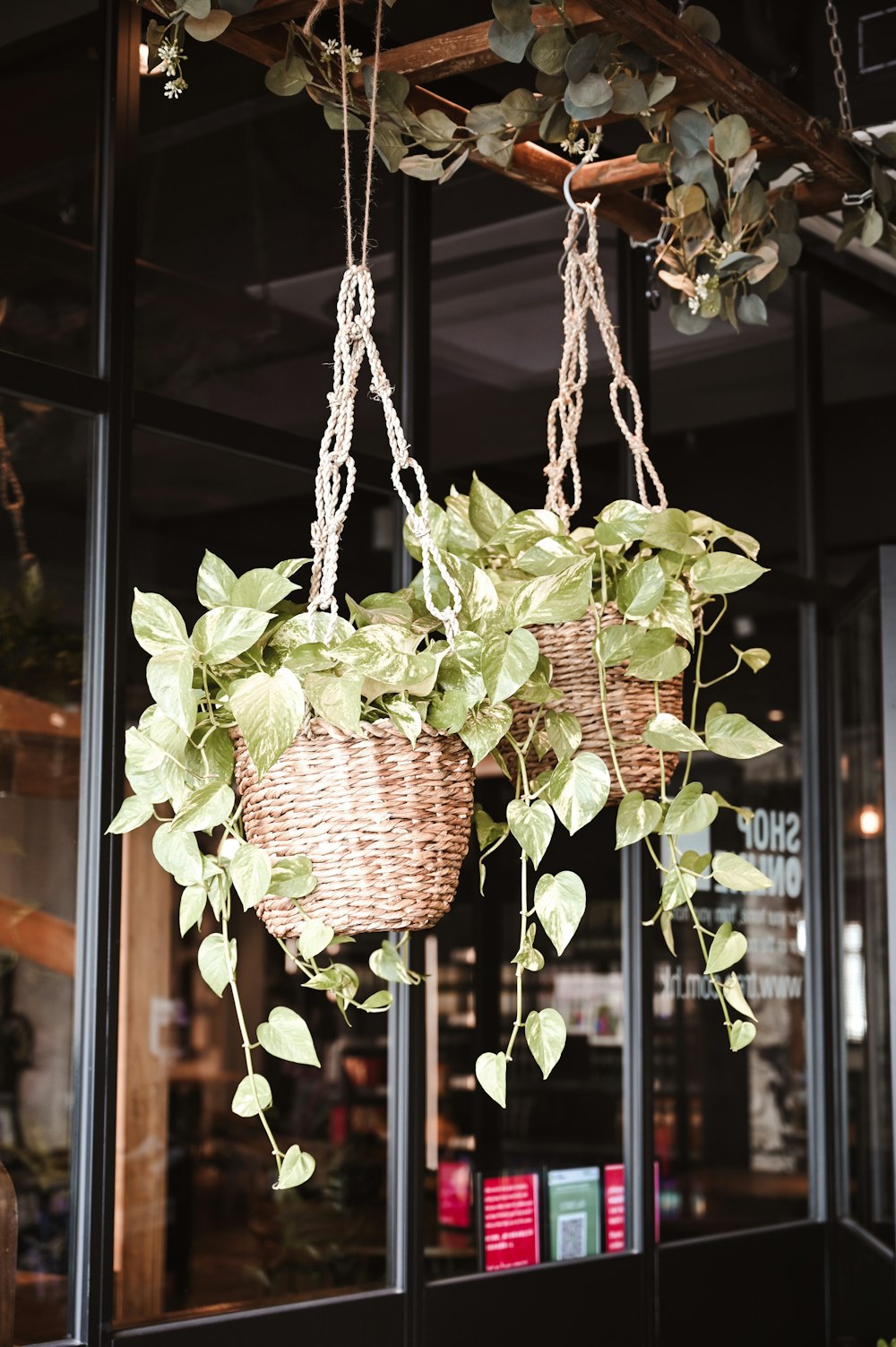 green plant on brown woven basket