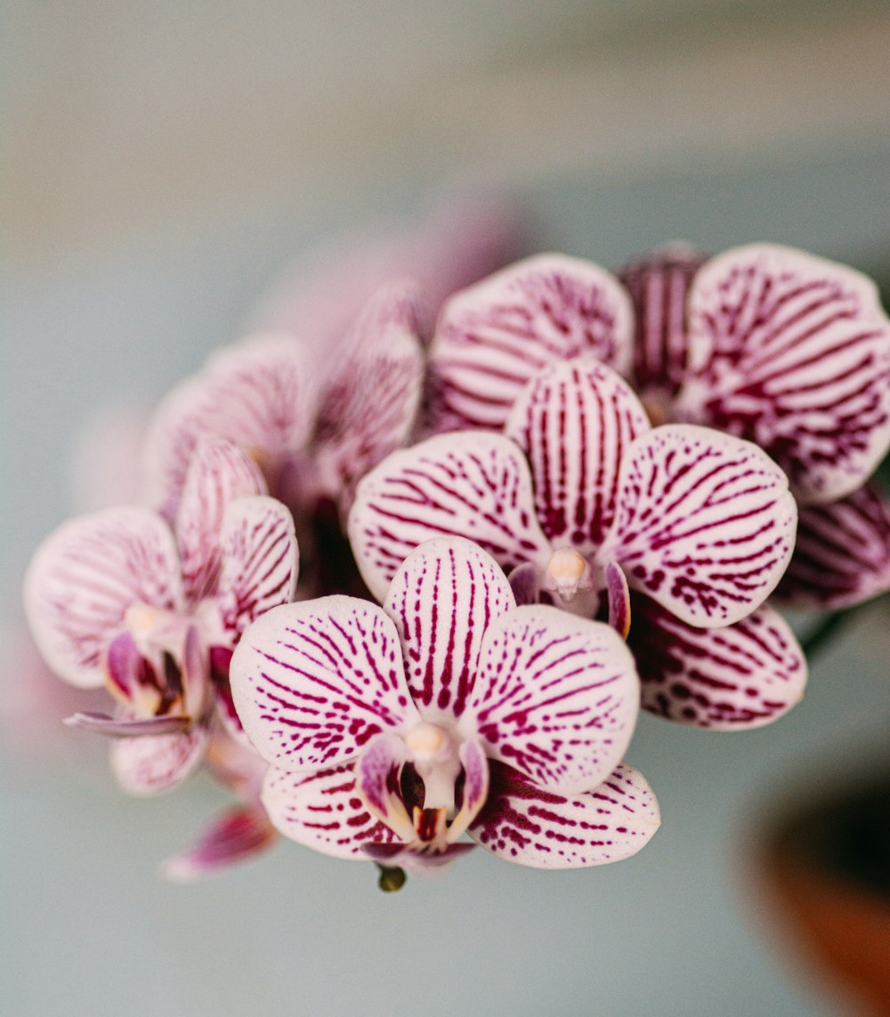 purple and white moth orchid in close up photography