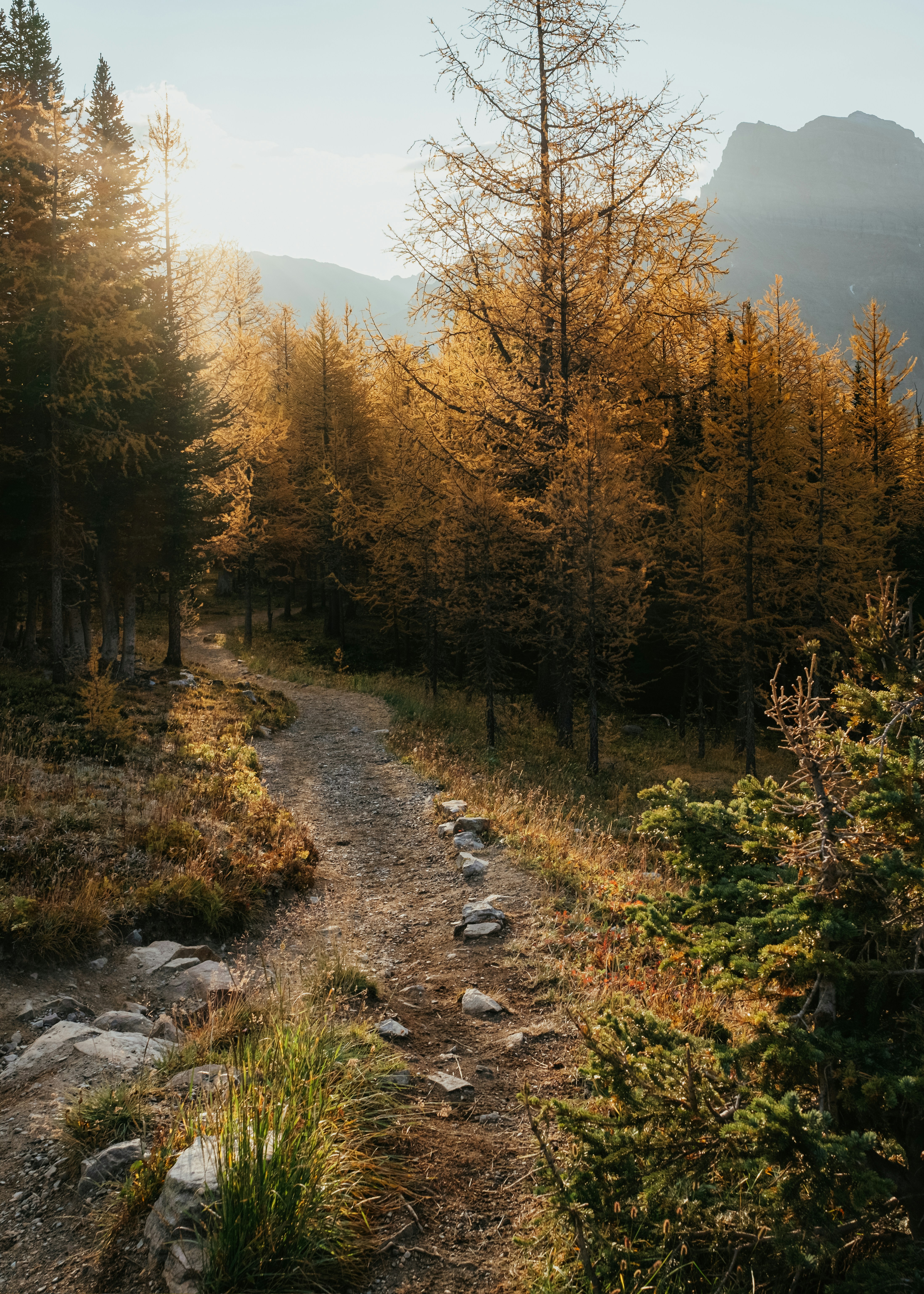 brown and green trees under blue sky during daytime