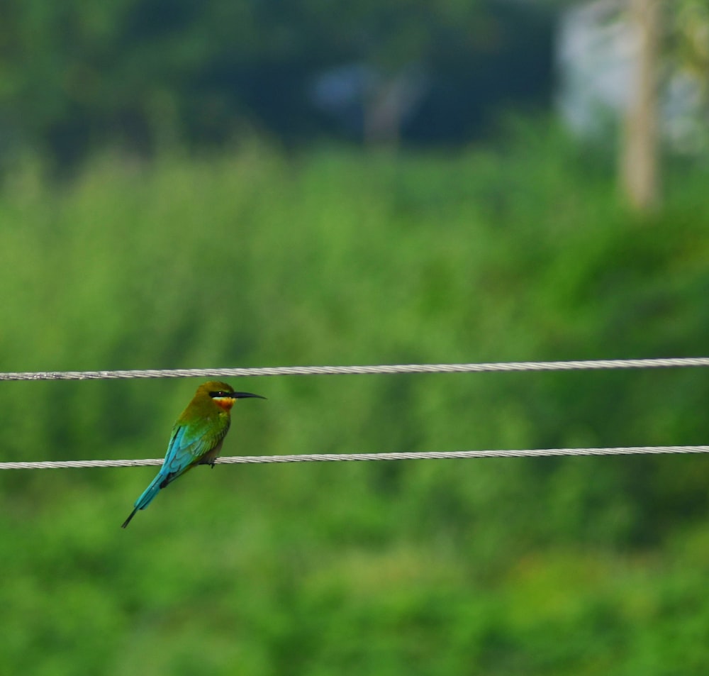 blue and yellow bird on wire during daytime