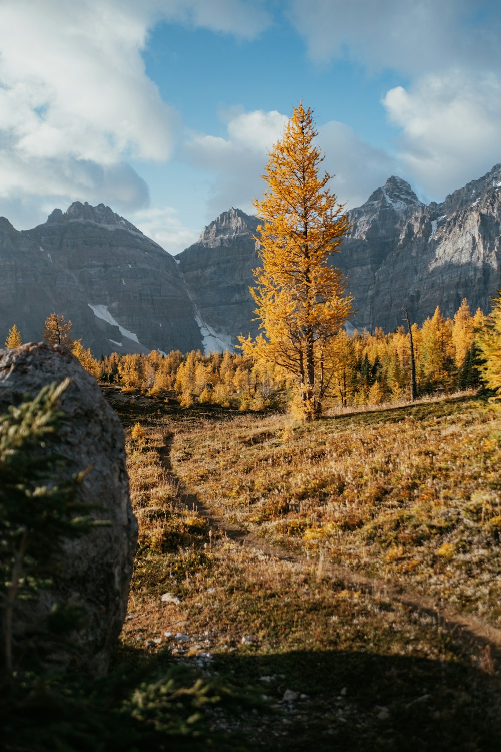 arbres verts et bruns près de la montagne pendant la journée