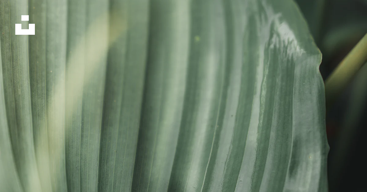 Green leaf plant in close up photography photo – Free Plant Image on ...
