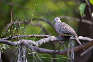A vibrant display of Syahdan pigeons in various colors and patterns perched on rustic branches