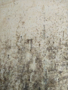 wall with aspergillus.