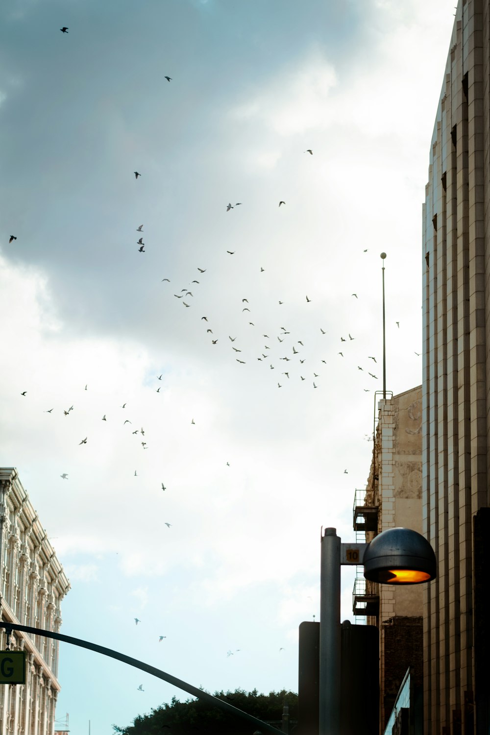 flock of birds flying over the high rise buildings during daytime