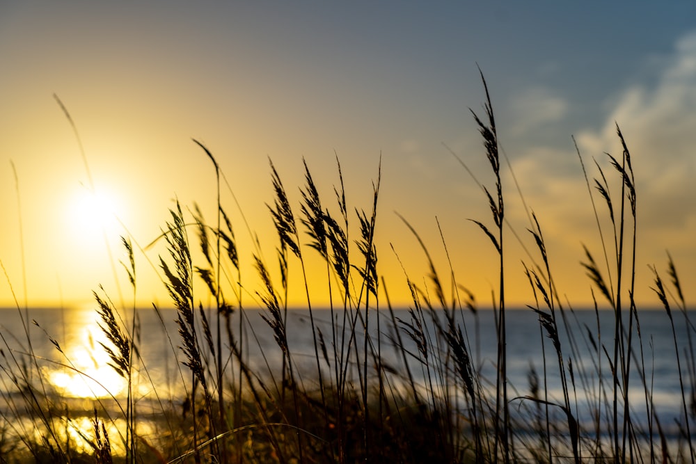 silhouette of grass during sunset