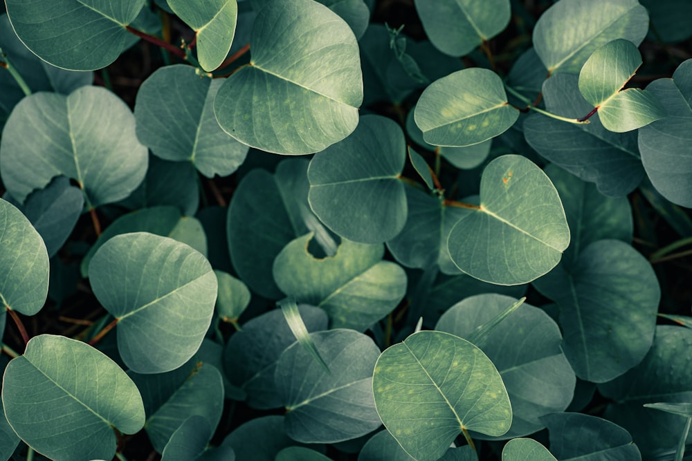 green leaves with water droplets