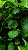 Vibrant green leaves with water droplets are the focal point. The plants appear fresh and lush, suggesting a healthy natural environment.