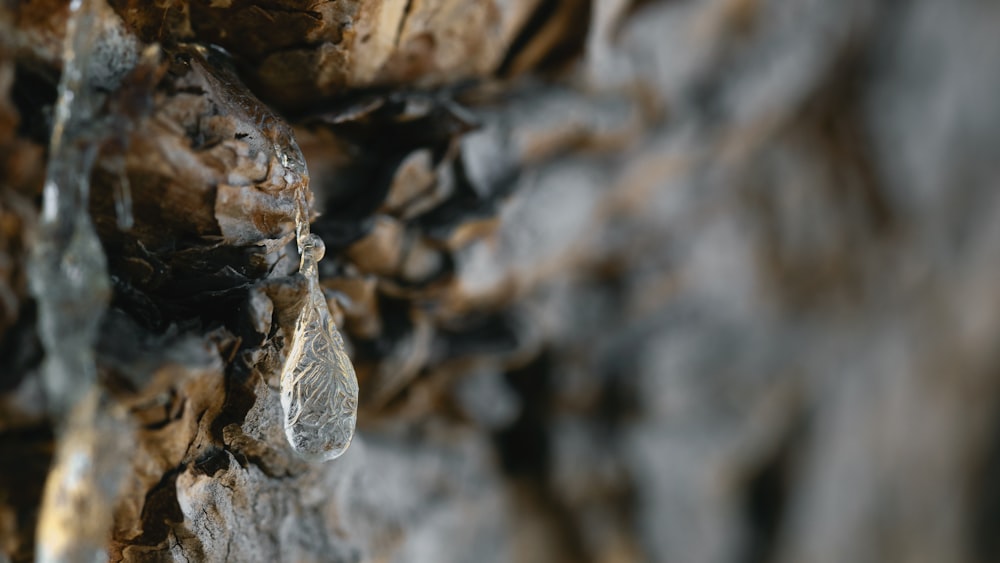 brown and gray wood log