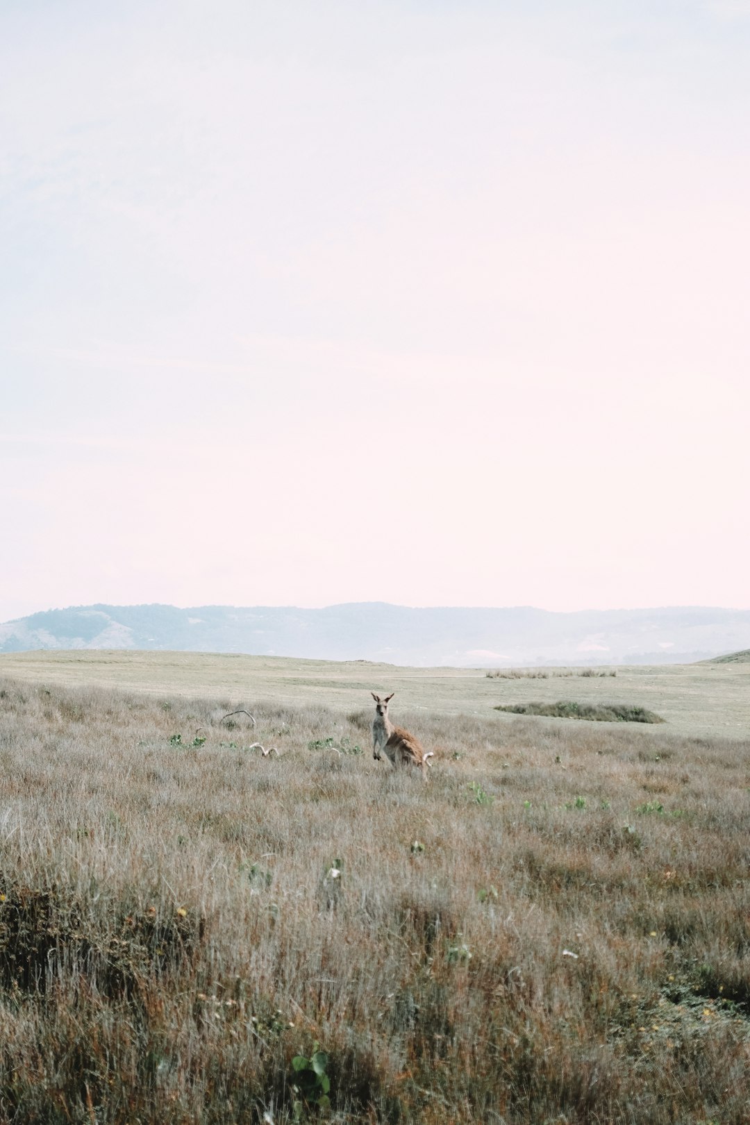  brown deer on brown grass field during daytime kangaroo