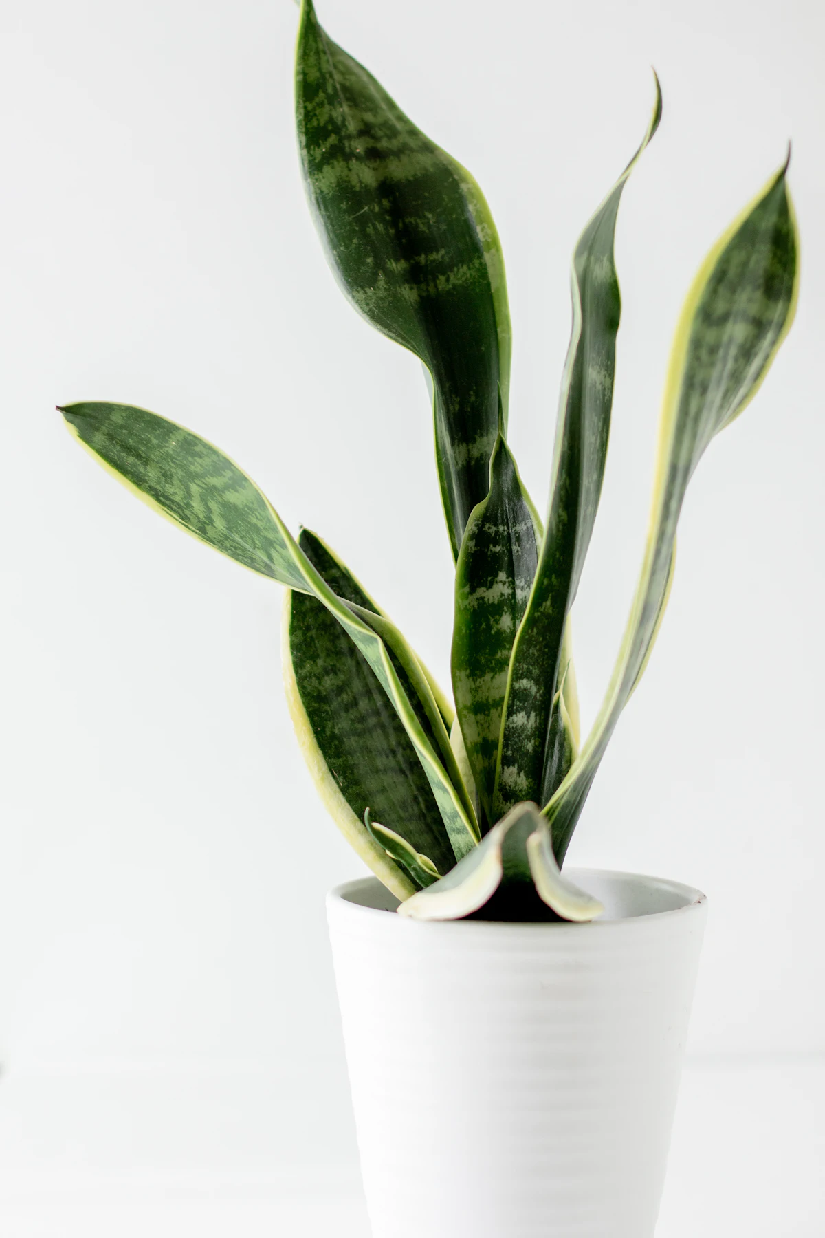 How to Save a Houseplant from Root Rot: A Step-by-Step Guide