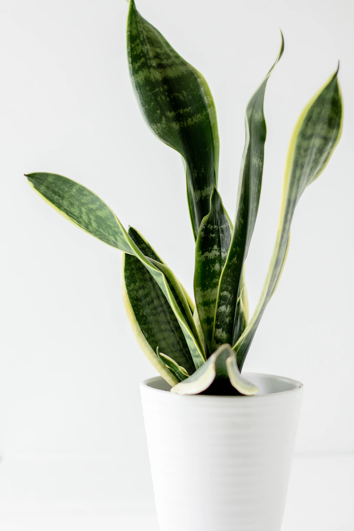 A bright room filled with healthy houseplants
