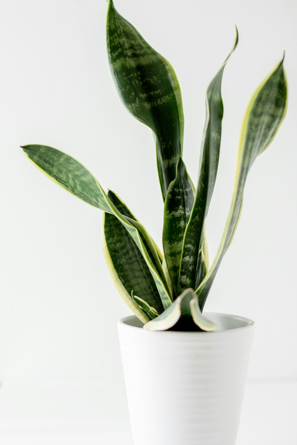 Planta verde en maceta de cerámica blanca