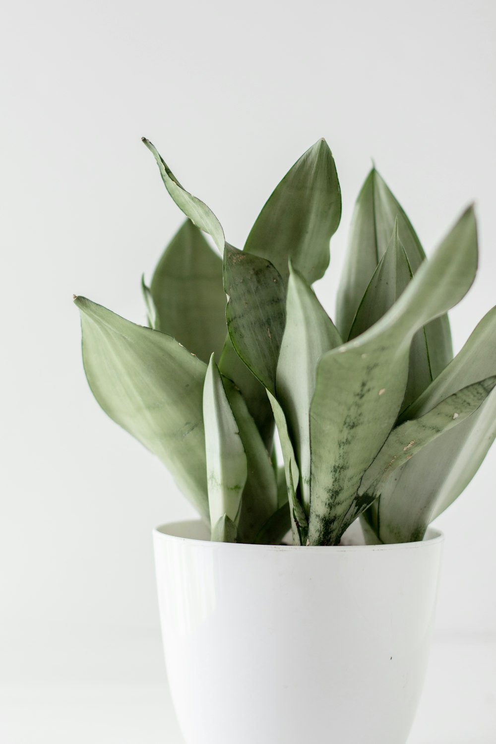 green plant on white ceramic pot