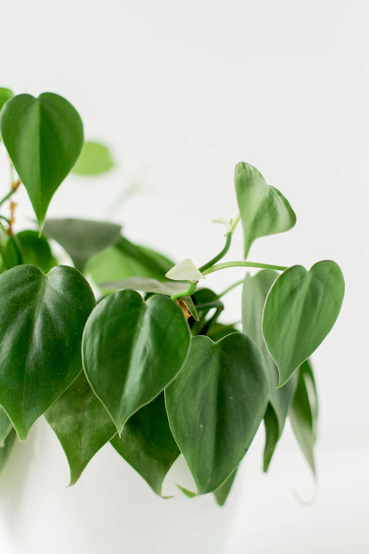 Glossy heart-shaped philodendron leaves in close-up — the foliage character that distinguishes heartleaf philodendron from the broadly similar pothos