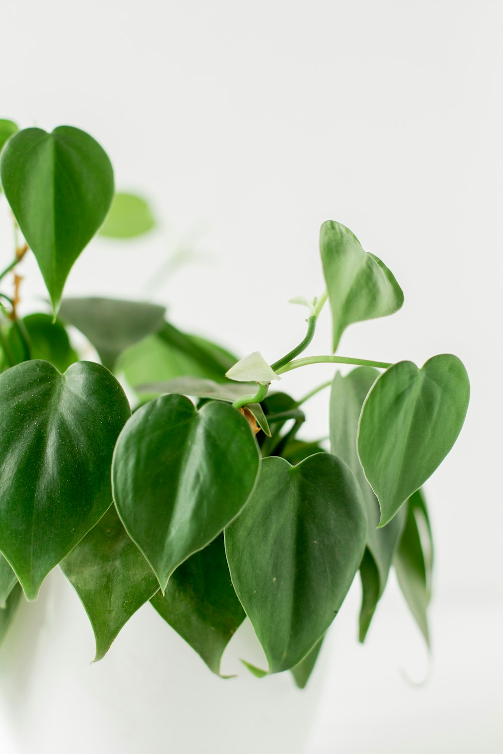 green leaves in tilt shift lens