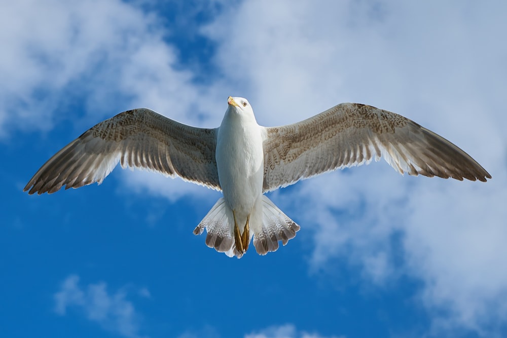 Weiße Möwe, die tagsüber unter blauem Himmel fliegt