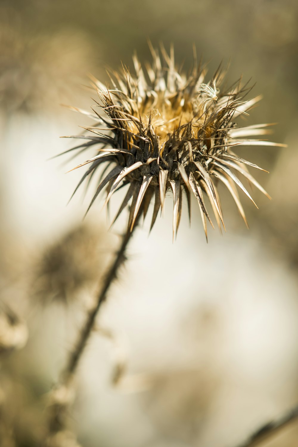 a close up of a plant with a blurry background