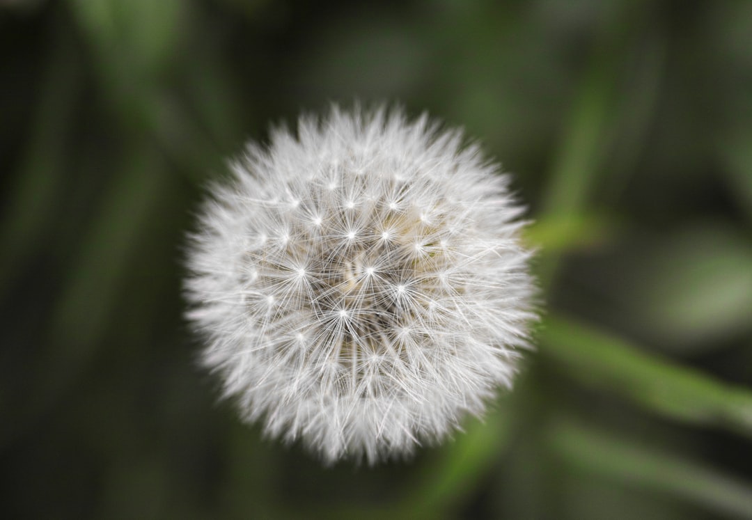 white dandelion in close up photography