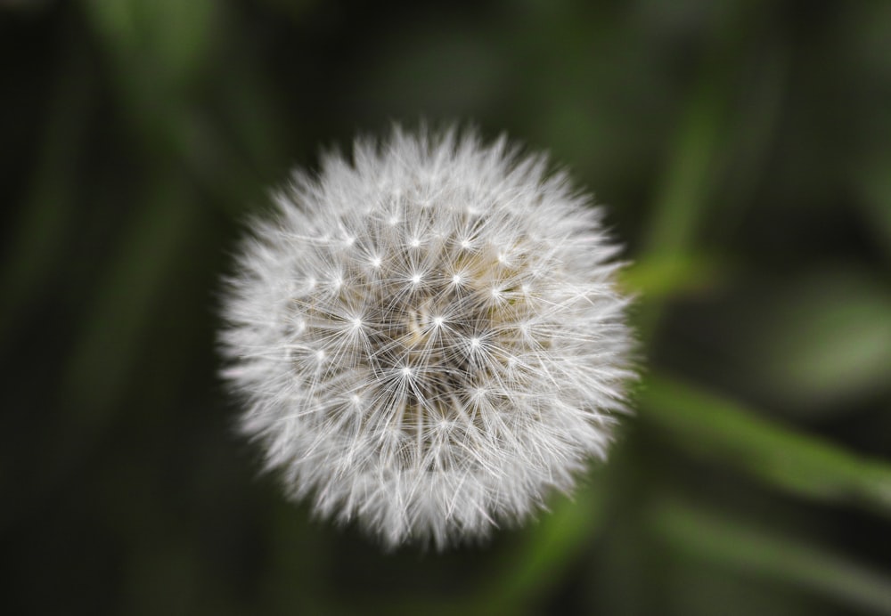 white dandelion in close up photography