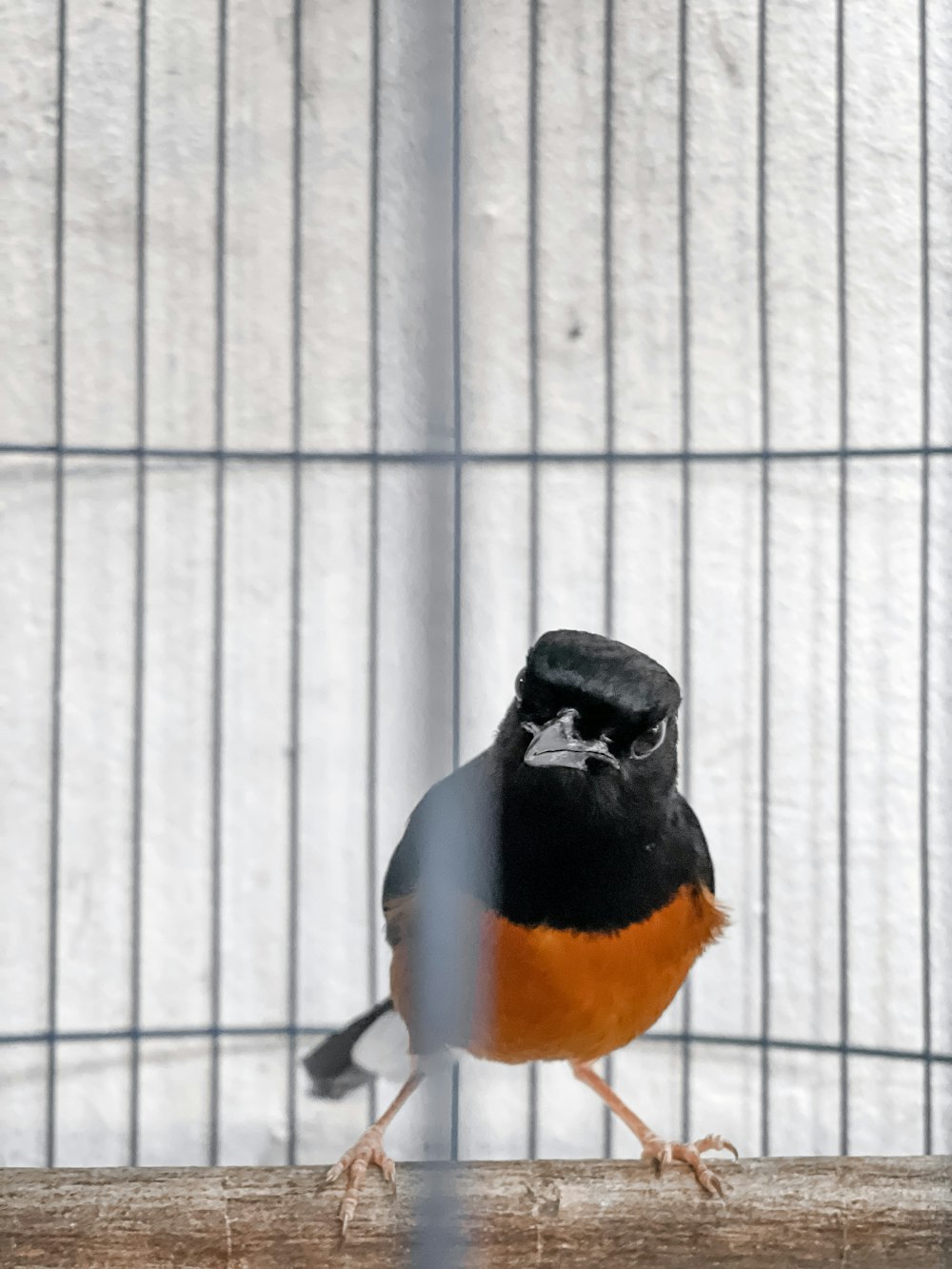 black white and orange bird