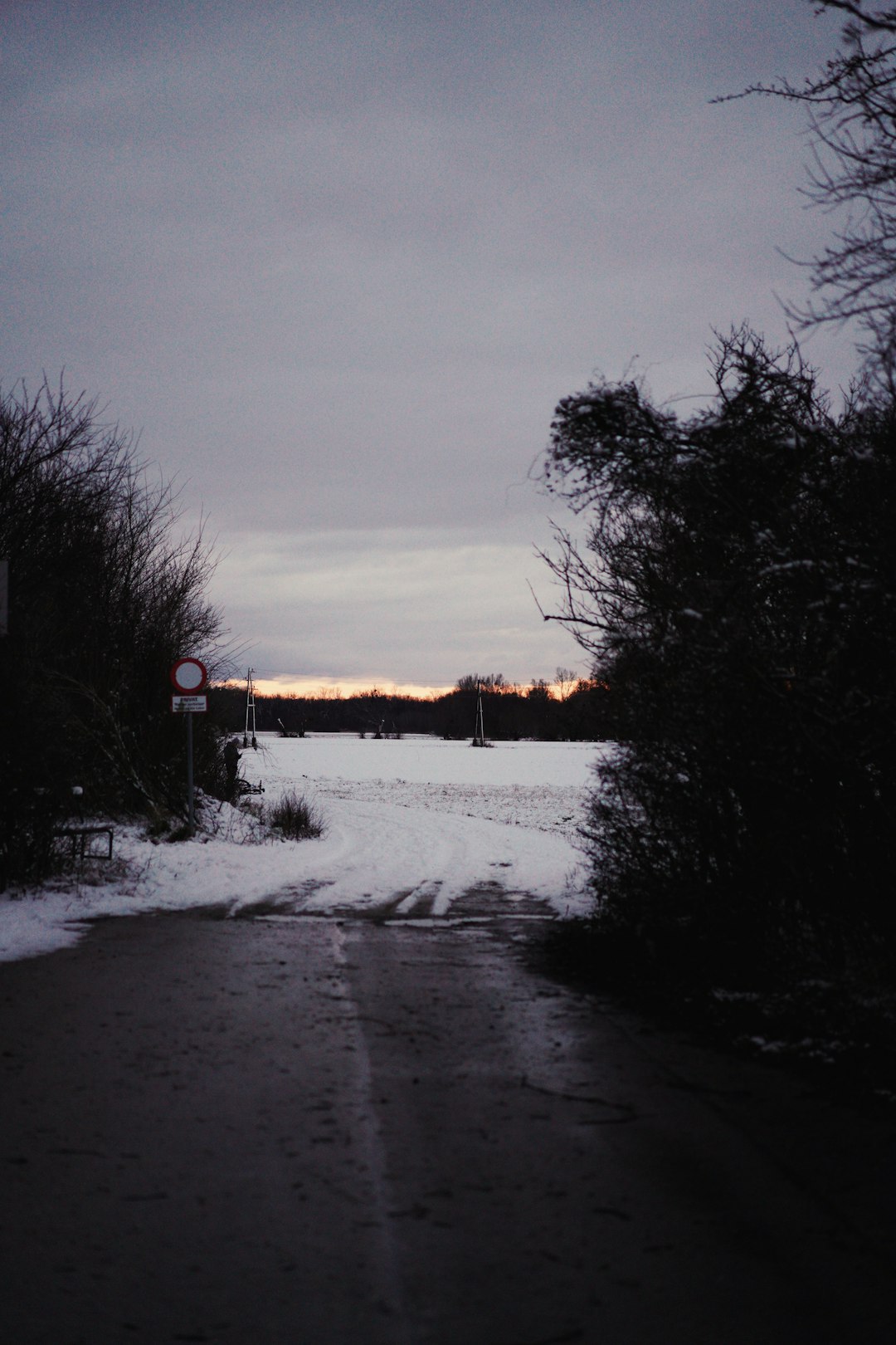 bare trees on snow covered ground during sunset