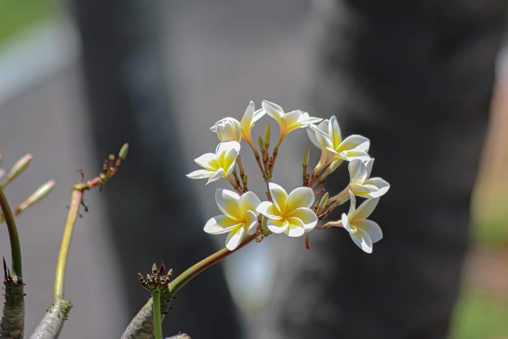 white and yellow flowers in tilt shift lens