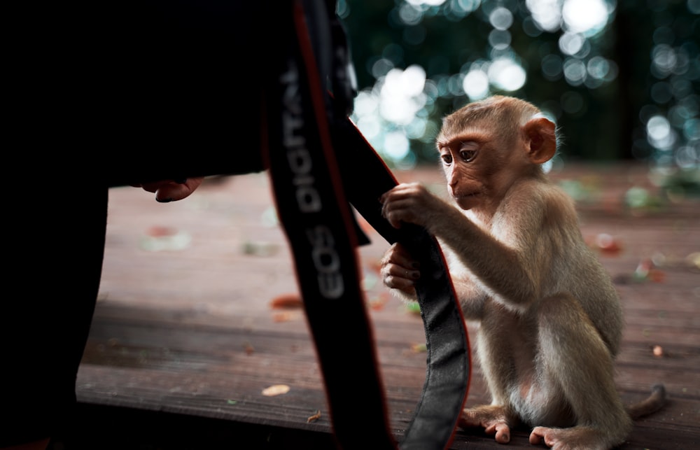 brown monkey sitting on black metal bar during daytime